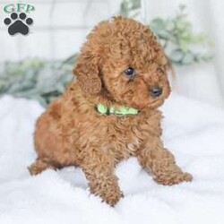 Kaden/Mini Goldendoodle									Puppy/Male	/7 Weeks,Say Hello to this happy, freindly little darling! He is looking for a family to love and adopt. If you love being snuggled, and having a fur baby who will follow you everywhere, this little guy will steal your heart! He loves to shower you with kisses!