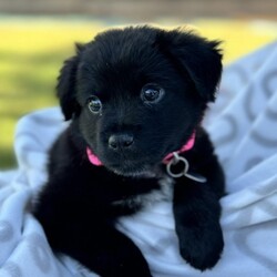 Adopt a dog:Wooper/Australian Shepherd/Female/Baby,Hi, My name is Wooper. I am a fun loving puppy. I am social and enjoy the company of humans. I have always been happy and energetic. I am smaller than my siblings but I have a big personality. I give puppy kisses and enjoy being held. I enjoy being outdoors with my siblings and exploring our yard. I like chasing my siblings around the yard. I am not potty trained but I have gone potty outside a few times (when you gotta go, you gotta go).

A word from my foster mommy......

Wooper started her life with a foster mom who bottle fed and made her strong. I am thankful to her for that. I am her second foster mom. It was such a surprise to see how much she look like her big brother Clodsire. She is so adorable and friendly. She is easy going and will melt your heart when you see her. Her breed is a best guess: her adorableness is not. : )

If you are interested in Wooper, please fill out an online application for her. She is available to go home after June 11, 2024. Only an approved applicant will be allowed to meet her. If you have any questions, my name is Anna, please feel free to email me directly at anna@animalcompassionteam.com I will do my best to reply back as quickly as possible.
I look forward to reading your application if you choose to submit one.
Thank you for visiting this page.