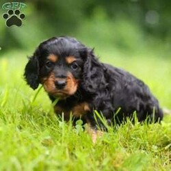 Yelly/Dachshund Mix									Puppy/Male	/5 Weeks,Meet Yelly, the cutest Dashalier. He is one of kind. With his darling puppy dog eyes and soft coat, he an absolute treasure. If you’re looking for a loyal pet or just someone to snuggle, he will gladly be there for you. He also loves going outdoors and playing fetch with his favorite toy. The Cavalier side of him is known for loyalty and its love for his people. And the Dachshund side of him is known for their spirted and lively nature. So those two combined you’ll have a live long friend that’ll be ready for any adventure.