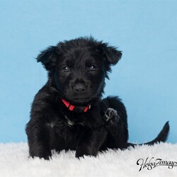 Adopt a dog:me/German Shepherd Dog/Male/Baby,Don't be fooled by his small size this puppy has enough spunk to play with the big dogs. He is fearless and lovable at the same time. Always seeking out his next play thing.

Mom is a beautiful German Shepherd, Dad is not known.

Born around 4/27

Fostered in Seffner

Adoption Fees

Adoption fees help cover expenses for all the dogs while in the rescue program including the vet check, microchip, vaccines, heartworm testing, fecal check, broken bones, illness, spay/neuter plus other necessary veterinary care with medications and training to get the dog ready for adoption. Everyone must submit an application before an appointment is made to come and meet the dogs. We work BY APPOINTMENT ONLY.

Interested in this dog? Please request an application from Lenore, send an email to darkrain1234@gmail.com