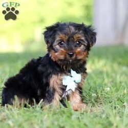 Carlos/Yorkie									Puppy/Male	/8 Weeks,Carlos cute little face is what dreams are made of! His expressive eyes are just begging you to hold him and love on him. He is a super smart little guy with boundless happy energy, always ready for the next adventure! Though small, he is mighty at heart with his “big dog” personality. He would love going everywhere with you…running errands, beach vacations, or just exploring the backyard. He has been loved and doted on thus far in his life, giving him a great start and helping him be more comfortable in the world around him. He is Microchipped and we kept him current on vaccines and dewormer and has had his first puppy vet exam done. We also include a Health Guarantee. Mama is a super sweet Yorkie named Lola weighing in at a darling 10 lbs. Dad is a handsome Yorkie named Lebron weighing 10 lbs. If you want to schedule a visit with this little one or have any questions you can text or call me -Mark Yoder 