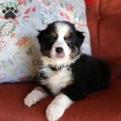 Jasper/Miniature Australian Shepherd									Puppy/Male	/8 Weeks,Meet this handsome boy named Jasper. He is an AKC registered Mini Aussie pup who is in search of his forever home. Jasper is up to date on all his vaccinations, vet checked and on a de worming schedule. He is well socialized, loves attention and enjoys playing with our kiddos. Please call or text us today to learn more about Jasper and how you can adopt him into your family!