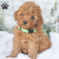 Kaden/Mini Goldendoodle									Puppy/Male	/7 Weeks,Say Hello to this happy, freindly little darling! He is looking for a family to love and adopt. If you love being snuggled, and having a fur baby who will follow you everywhere, this little guy will steal your heart! He loves to shower you with kisses!