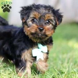 Carlos/Yorkie									Puppy/Male	/8 Weeks,Carlos cute little face is what dreams are made of! His expressive eyes are just begging you to hold him and love on him. He is a super smart little guy with boundless happy energy, always ready for the next adventure! Though small, he is mighty at heart with his “big dog” personality. He would love going everywhere with you…running errands, beach vacations, or just exploring the backyard. He has been loved and doted on thus far in his life, giving him a great start and helping him be more comfortable in the world around him. He is Microchipped and we kept him current on vaccines and dewormer and has had his first puppy vet exam done. We also include a Health Guarantee. Mama is a super sweet Yorkie named Lola weighing in at a darling 10 lbs. Dad is a handsome Yorkie named Lebron weighing 10 lbs. If you want to schedule a visit with this little one or have any questions you can text or call me -Mark Yoder 