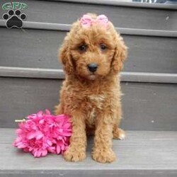 Sylvie/Mini Goldendoodle									Puppy/Female	/8 Weeks,Prepare to fall in love !!! My name is Sylvie and I’m the sweetest little F1b mini goldendoodle looking for my furever home! One look into my warm, loving eyes and at my silky soft coat and I’ll be sure to have captured your heart already! I’m very happy, playful and very kid friendly and I would love to fill your home with all my puppy love!! I am full of personality, and I give amazing puppy kisses! I stand out way above the rest with my beautiful fluffy red coat !! I will come to you vet checked, microchipped and up to date on all vaccinations and dewormings . I come with a 1-year guarantee with the option of extending it to a 3-year guarantee and shipping is available! My mother is Jody, our 32#mini goldendoodle with a heart of gold and my father is Zeke, our handsome 10#apricot and white toy poodle and he has been genetically tested clear! Both of my parents are very sweet and kid friendly which will make me the same and they are available to meet!! I will grow to approx 18-23# and I will be hypoallergenic and nonshedding! Why wait when you know I’m the one for you? Call or text Martha to make me the newest addition to your family and get ready to spend a lifetime of tail wagging fun with me! (7% sales tax on in home pickups)