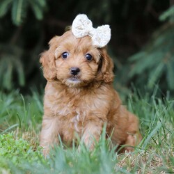 Lily/Cockapoo									Puppy/Female	/7 Weeks,Meet Lily, the most adorable Cockapoo puppy you’ve ever laid eyes on! This little girl combines the best of both worlds with its Poodle and Cocker Spaniel heritage. With her soft, silky fur and endearing button nose, she steals the hearts of everyone she meets. Playful and affectionate, she loves to cuddle and will quickly become your loyal companion. Her small size only adds to the charm, making her the perfect friend for any loving home. Whether you’re looking for a playful playmate or a snuggle buddy, this cutie is the perfect choice! 