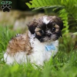 Dreamer/Shih Tzu									Puppy/Male	/8 Weeks,Introducing Dreamer, the sweetest Shih Tzu boy with the most DARLING face! Who can say no to those eyes? 