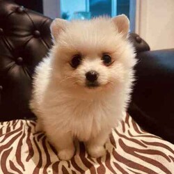 Purebred Pomeranians/Pomeranian/Both/Younger Than Six Months,1 x White female - 0.7kg1x White Male with dark noise-1kg1x Parti Male (white and brown)-1kgDOB 29,04,24Ready to go to their new forever homes. 25,06,24Happy, healthy, playful, affectionate and very fluffy puppy’sPedigree papered parent (happy to show proof to serious buyers)They come with a puppy starter pack with food, toys, pee pads, comfort blanket and their folder.Folder contains a new puppy information booklet, vaccination information (first shot has been done), vet check/fit for travel certificate and microchip details.(Puppy’s that are transported arnt able to be shipped with anything but themselves, paperwork will be posted)Puppies can be transported at buyers cost. I am happy to help with organising this.$500 depositNo time wasters please. 