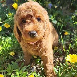 Mini Poodle Puppies DNA Clear Available late August/Poodle (Miniature)/Both/Younger Than Six Months,I am now taking expressions of interest for an upcoming litter of Purebred Miniature Poodle puppies, they will be available late August.Photos are of a previous litter.Please make first contact via Gumtree message or txt ******4949 with a bit about yourself and the home you can provide for one of my adorable little Poodle pups! REVEAL_DETAILS These beautiful puppies will be true Miniature Poodles and I expect them all to have a gorgeous red, curly Poodle coat that is considered non-shedding and hypoallergenic.All of our puppies are born inside our family home and raised with lots of love and care. They are socialised daily from a few weeks old with other dogs, cats and children of different ages.Mum is a Purebred Red Minature Poodle.She is 40cm to the tops of her shoulders and weighs approximately 9kg.She has a very gentle, sweet and loving nature and loves lots and lots of cuddles!Dad is a Purebred Red Mini Poodle.He is 40cm to the tops of his shoulders and weighs 9.5kg.He also has a very sweet and soft nature and is very intelligent. He has a beautiful gentle temperament and is very affectionate.Both parents are DNA health tested through Orivet and are 100% clear negative of any genetic diseases. Their DNA test results will be available to view at the time of sale.Both dogs live with us and are available to meet at the time of sale.Puppies will grow to be a medium sized dog at around 40-50cm to the tops of their shoulders and weigh around 8-10kg approx.Puppies will come:✅️ Wormed✅️ Flea treated✅️ Vet checked✅️ 1st Vaccination✅️ Microchipped✅Beginning toilet trainingPuppies will go to their new homes with:➡️Vaccination card➡️Extra microchip stickers➡️Detailed information pack➡️Puppy training tips and videos➡️ Health guarantee contract➡️30 days FREE pet insurance➡️Puppy welcome pack which includes: A Blanket with mums scent on it, Lead & collar, Brush, Shampoo & Conditioner pack, Assorted toys, Waste bags & the food they are eating.I am happy to do video calls once they are born.I am an experienced, ethical, recreational breeder and full, registered member of the RPBA Member no. 14504I am located 70 minutes from Melbourne & 5 minutes drive from the Broadford exit on the Hume Hwy.A meet up or delivery of your new puppy can be arranged depending on your location.Interstate pet transport can also be arranged at the buyers expense.Microchip numbers will be updated once they have been vet checked and microchipped.Tags: Poodle, Miniature Poodle, Mini Poodle, Medium dog, Poodle, Puppy