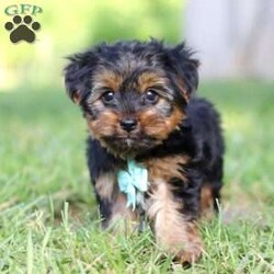 Carlos/Yorkie									Puppy/Male	/8 Weeks,Carlos cute little face is what dreams are made of! His expressive eyes are just begging you to hold him and love on him. He is a super smart little guy with boundless happy energy, always ready for the next adventure! Though small, he is mighty at heart with his “big dog” personality. He would love going everywhere with you…running errands, beach vacations, or just exploring the backyard. He has been loved and doted on thus far in his life, giving him a great start and helping him be more comfortable in the world around him. He is Microchipped and we kept him current on vaccines and dewormer and has had his first puppy vet exam done. We also include a Health Guarantee. Mama is a super sweet Yorkie named Lola weighing in at a darling 10 lbs. Dad is a handsome Yorkie named Lebron weighing 10 lbs. If you want to schedule a visit with this little one or have any questions you can text or call me -Mark Yoder 