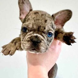 Certified Pedigree French Bulldog Puppy RRP$5000/French Bulldog/Both/Younger Than Six Months,Visit Bennetts Breeding Instagram or Facebook For More Photos & Videos!