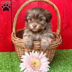 Daisy/Havanese									Puppy/Female	/8 Weeks,  Daisy is an adorable little light sable chocolate Akc registered havanese puppy! Family raised and well socialized! Up to date with all shots and dewormings! Comes with a health guarantee! Delivery available! Contact us today to get your new family member!