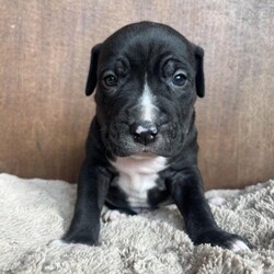 Adopt a dog:Cobalt/American Staffordshire Terrier/Male/Baby,Cobalt, a 4-week-old Stafford Terrier mix, is eager to find his forever family. As a blank slate, he is ready to be molded into the perfect family dog. The possibilities are endless with this little pup, but one thing is for certain - he will steal your heart.