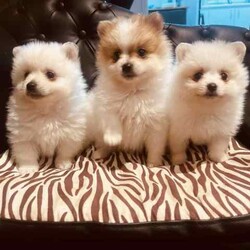 Purebred Pomeranians/Pomeranian/Both/Younger Than Six Months,1 x White female - 0.7kg1x White Male with dark noise-1kg1x Parti Male (white and brown)-1kgDOB 29,04,24Ready to go to their new forever homes. 25,06,24Happy, healthy, playful, affectionate and very fluffy puppy’sPedigree papered parent (happy to show proof to serious buyers)They come with a puppy starter pack with food, toys, pee pads, comfort blanket and their folder.Folder contains a new puppy information booklet, vaccination information (first shot has been done), vet check/fit for travel certificate and microchip details.(Puppy’s that are transported arnt able to be shipped with anything but themselves, paperwork will be posted)Puppies can be transported at buyers cost. I am happy to help with organising this.$500 depositNo time wasters please. 