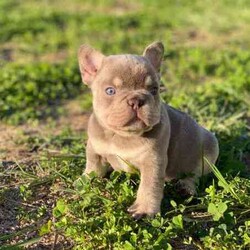/French Bulldog/Both/Younger Than Six Months,@WorldofwrinklesStunning French bulldog puppies.QUALITY COUNTS!