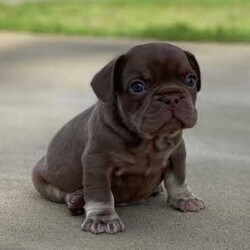 /French Bulldog/Both/Younger Than Six Months,@WorldofwrinklesStunning French bulldog puppies.QUALITY COUNTS!