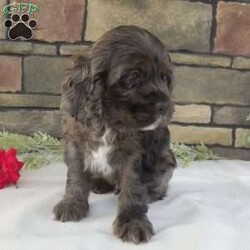 Grant/Cocker Spaniel									Puppy/Male	/7 Weeks,Hi, im a Cocker Spaniel puppy. I am looking forward to meeting you! I am up to date with my immunizations, my wormer medication, socialized. I am also vet-checked to make sure I am healthy. I come with a 30 day health guarantee. For more information call or text Linda 