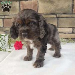 Grant/Cocker Spaniel									Puppy/Male	/7 Weeks,Hi, im a Cocker Spaniel puppy. I am looking forward to meeting you! I am up to date with my immunizations, my wormer medication, socialized. I am also vet-checked to make sure I am healthy. I come with a 30 day health guarantee. For more information call or text Linda 