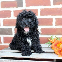 Colby/Miniature Poodle									Puppy/Male	/8 Weeks,Are you seeking a jet black Mini Poodle who is curly and cute? This little angel is up to date on shots and dewormer and vet checked! The breeder is making sure Colby is family raised and well socialized before he leaves. If you are seeking a goofy, playful, and smart little Poodle contact Steven today! 