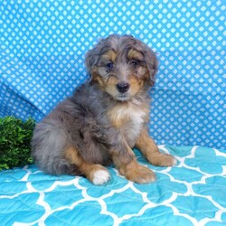 Sunshine/Mini Bernedoodle									Puppy/Female	/8 Weeks,Hi my name is Sunshine I am a cute little bernadoodle that is looking for a forever home.     Sunshine  loves to play with little kids.    Sunshine is up to date on all shots and dewormer. And is also vet checked and comes with a health guarantee.    Both parents are gentic tested.    Sunshine also comes with a small bag of goodies.    So call or text today to adopted this handsome little girl .  There is shipping availble every week any where in USA.  