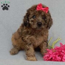 Sadie/Mini Goldendoodle									Puppy/Female	/9 Weeks,Prepare to fall in love !!! My name is Sadie and I’m the sweetest little F1b mini goldendoodle looking for my furever home! One look into my warm, loving eyes and at my silky soft coat and I’ll be sure to have captured your heart already! I’m very happy, playful and very kid friendly and I would love to fill your home with all my puppy love!! I am full of personality, and I give amazing puppy kisses! I stand out way above the rest with my unique one of a kind blue merle colored coat and I have 1 blue eye !! I will come to you vet checked, microchipped and up to date on all vaccinations and dewormings . I come with a 1-year guarantee with the option of extending it to a 3-year guarantee and shipping is available! My mother is Sandy, our 35#mini goldendoodle with a heart of gold and my father is Nimbo, our handsome 13#chocolate merle mini poodle and he has been genetically tested clear! Both of my parents are very sweet and kid friendly which will make me the same and they are available to meet!! I will grow to approx 20-23# and I will be hypoallergenic and nonshedding! Why wait when you know I’m the one for you? Call or text Martha to make me the newest addition to your family and get ready to spend a lifetime of tail wagging fun with me! (7% sales tax on in home pickups)