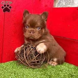 Zack/French Bulldog									Puppy/Male	/9 Weeks,Zack is a stunning rojo and tan visual fluffy Akc registered frenchy puppy! Carries blue no brindle! Great quality! Up to date with all shots and dewormings will come with a health guarantee! Family raised and well socialized! Ground delivery is available right to your door! Contact us today to get your new family member!