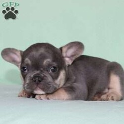 Whisper/French Bulldog									Puppy/Female	/7 Weeks,Say hello to this adorable little French Bulldog puppy who comes up to date on shots and dewormer, and is family raised and vet checked! We prioritize early socialization to ensure our puppies can transition smoothly to your home! The mother Shadow is a very sweet girl and an awesome mother… If you are seeking a friendly, happy, and smart puppy with a clown-like personality contact us today!