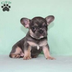 Whisper/French Bulldog									Puppy/Female	/7 Weeks,Say hello to this adorable little French Bulldog puppy who comes up to date on shots and dewormer, and is family raised and vet checked! We prioritize early socialization to ensure our puppies can transition smoothly to your home! The mother Shadow is a very sweet girl and an awesome mother… If you are seeking a friendly, happy, and smart puppy with a clown-like personality contact us today!