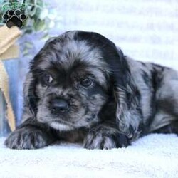 Beauty/Cocker Spaniel									Puppy/Female	/May 2nd, 2024,Are you looking for a charming Cocker Spaniel puppy with a gorgeous soft coat and gentle eyes? You must meet our beautiful puppies! Each puppy in this litter comes up to date on shots and dewormer and is vet checked. Our puppies are family raised and socialized with children and other dogs. If you are seeking a friendly, intelligent, and loving puppy contact us today! 