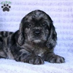 Beauty/Cocker Spaniel									Puppy/Female	/May 2nd, 2024,Are you looking for a charming Cocker Spaniel puppy with a gorgeous soft coat and gentle eyes? You must meet our beautiful puppies! Each puppy in this litter comes up to date on shots and dewormer and is vet checked. Our puppies are family raised and socialized with children and other dogs. If you are seeking a friendly, intelligent, and loving puppy contact us today! 