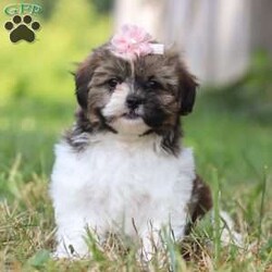 Hazel/Shih-Poo									Puppy/Female	/8 Weeks,Meet Hazel, the Cutest Shihpoo puppy who embodies the perfect blend of sweetness and spunk. With an irresistibly fluffy coat she is an absolute joy to snuggle. Her round, expressive eyes twinkle with curiosity and intelligence, revealing a playful spirit that’s ready for any adventure. She has been given the utmost care and attention since day one. Our children absolutely adore the puppies and are always wanting to spend time with them. Her perky ears stand at attention, capturing every sound in her surroundings with keen interest. Shihpoos are an excellent fit for families and individuals alike their small size makes so that they can join you on all daily activities!!