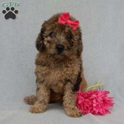 Sadie/Mini Goldendoodle									Puppy/Female	/9 Weeks,Prepare to fall in love !!! My name is Sadie and I’m the sweetest little F1b mini goldendoodle looking for my furever home! One look into my warm, loving eyes and at my silky soft coat and I’ll be sure to have captured your heart already! I’m very happy, playful and very kid friendly and I would love to fill your home with all my puppy love!! I am full of personality, and I give amazing puppy kisses! I stand out way above the rest with my unique one of a kind blue merle colored coat and I have 1 blue eye !! I will come to you vet checked, microchipped and up to date on all vaccinations and dewormings . I come with a 1-year guarantee with the option of extending it to a 3-year guarantee and shipping is available! My mother is Sandy, our 35#mini goldendoodle with a heart of gold and my father is Nimbo, our handsome 13#chocolate merle mini poodle and he has been genetically tested clear! Both of my parents are very sweet and kid friendly which will make me the same and they are available to meet!! I will grow to approx 20-23# and I will be hypoallergenic and nonshedding! Why wait when you know I’m the one for you? Call or text Martha to make me the newest addition to your family and get ready to spend a lifetime of tail wagging fun with me! (7% sales tax on in home pickups)