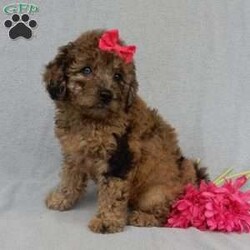 Sadie/Mini Goldendoodle									Puppy/Female	/9 Weeks,Prepare to fall in love !!! My name is Sadie and I’m the sweetest little F1b mini goldendoodle looking for my furever home! One look into my warm, loving eyes and at my silky soft coat and I’ll be sure to have captured your heart already! I’m very happy, playful and very kid friendly and I would love to fill your home with all my puppy love!! I am full of personality, and I give amazing puppy kisses! I stand out way above the rest with my unique one of a kind blue merle colored coat and I have 1 blue eye !! I will come to you vet checked, microchipped and up to date on all vaccinations and dewormings . I come with a 1-year guarantee with the option of extending it to a 3-year guarantee and shipping is available! My mother is Sandy, our 35#mini goldendoodle with a heart of gold and my father is Nimbo, our handsome 13#chocolate merle mini poodle and he has been genetically tested clear! Both of my parents are very sweet and kid friendly which will make me the same and they are available to meet!! I will grow to approx 20-23# and I will be hypoallergenic and nonshedding! Why wait when you know I’m the one for you? Call or text Martha to make me the newest addition to your family and get ready to spend a lifetime of tail wagging fun with me! (7% sales tax on in home pickups)