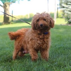 Jackal/Mini Goldendoodle									Puppy/Male	/8 Weeks,Introducing Jackal, the embodiment of boundless energy and irresistible charm! This little guy is an extremely loving F1B Mini Goldendoodle puppy who loves attention. He has a stunning, wavy coat paired with large brown eyes that set him apart from others. Goldendoodles are intelligent and affectionate, they love playtime, cuddling or going on adventures with their favorite people. They tend to be very adaptable and should have no problem adjusting to their new homes. They make wonderful family pets!