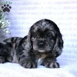 Beauty/Cocker Spaniel									Puppy/Female	/May 2nd, 2024,Are you looking for a charming Cocker Spaniel puppy with a gorgeous soft coat and gentle eyes? You must meet our beautiful puppies! Each puppy in this litter comes up to date on shots and dewormer and is vet checked. Our puppies are family raised and socialized with children and other dogs. If you are seeking a friendly, intelligent, and loving puppy contact us today! 