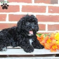 Colby/Miniature Poodle									Puppy/Male	/8 Weeks,Are you seeking a jet black Mini Poodle who is curly and cute? This little angel is up to date on shots and dewormer and vet checked! The breeder is making sure Colby is family raised and well socialized before he leaves. If you are seeking a goofy, playful, and smart little Poodle contact Steven today! 