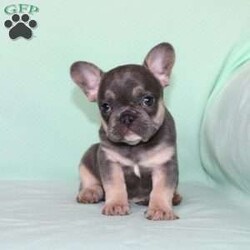 Whisper/French Bulldog									Puppy/Female	/7 Weeks,Say hello to this adorable little French Bulldog puppy who comes up to date on shots and dewormer, and is family raised and vet checked! We prioritize early socialization to ensure our puppies can transition smoothly to your home! The mother Shadow is a very sweet girl and an awesome mother… If you are seeking a friendly, happy, and smart puppy with a clown-like personality contact us today!