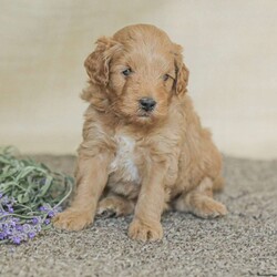 Landon/Mini Goldendoodle									Puppy/Female	/6 Weeks,Adorable, affectionate, and friendly! Landon is a cuddly Mini Goldendoodle, family raised with lots of love and pampering. He is currently being house trained and loves a romping in the grass! He comes with a 1 year genetic health guarantee, an he is up to date on his vaccinations and dewormer. 