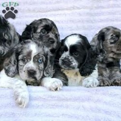 Beauty/Cocker Spaniel									Puppy/Female	/May 2nd, 2024,Are you looking for a charming Cocker Spaniel puppy with a gorgeous soft coat and gentle eyes? You must meet our beautiful puppies! Each puppy in this litter comes up to date on shots and dewormer and is vet checked. Our puppies are family raised and socialized with children and other dogs. If you are seeking a friendly, intelligent, and loving puppy contact us today! 