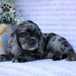 Beauty/Cocker Spaniel									Puppy/Female	/May 2nd, 2024,Are you looking for a charming Cocker Spaniel puppy with a gorgeous soft coat and gentle eyes? You must meet our beautiful puppies! Each puppy in this litter comes up to date on shots and dewormer and is vet checked. Our puppies are family raised and socialized with children and other dogs. If you are seeking a friendly, intelligent, and loving puppy contact us today! 