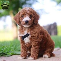 Jackal/Mini Goldendoodle									Puppy/Male	/8 Weeks,Introducing Jackal, the embodiment of boundless energy and irresistible charm! This little guy is an extremely loving F1B Mini Goldendoodle puppy who loves attention. He has a stunning, wavy coat paired with large brown eyes that set him apart from others. Goldendoodles are intelligent and affectionate, they love playtime, cuddling or going on adventures with their favorite people. They tend to be very adaptable and should have no problem adjusting to their new homes. They make wonderful family pets!