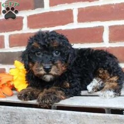 Buddy/Miniature Poodle									Puppy/Male	/10 Weeks,Look at my handsome black and tan fur! Aren’t I just the cutest little puppy you have ever seen? 