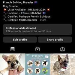 Certified Pedigree French Bulldog Puppy RRP$5000/French Bulldog/Both/Younger Than Six Months,Visit Bennetts Breeding Instagram or Facebook For More Photos & Videos!