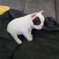 ANKC French Bulldog Puppy/French Bulldog/Male/Younger Than Six Months,We have available a beautiful Chunky Pied Boy to the best of homes.This little bundle of joy is playful, affectionate, and full of personality.Raised in a loving home environment, they’re well-socialized and ready to become part of your family.He will be ready on the 29th of June 2024 at 8 weeks of age.Quality Bred, both parents are of Champion Lineage from European & Uk Bloodlines.All relative heath testDNA Ex ray's Trachea scoring, andRFG assessments have been done within our breeding program.He comes with a Sales contractFully vet checked vaccinated wormed6 weeks complimentary InsuranceExtensive information package.and Breeder support.Don’t miss out on this adorable French Bulldog puppy, They bring so much love and laughter to your home. 