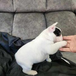 ANKC French Bulldog Puppy/French Bulldog/Male/Younger Than Six Months,We have available a beautiful Chunky Pied Boy to the best of homes.This little bundle of joy is playful, affectionate, and full of personality.Raised in a loving home environment, they’re well-socialized and ready to become part of your family.He will be ready on the 29th of June 2024 at 8 weeks of age.Quality Bred, both parents are of Champion Lineage from European & Uk Bloodlines.All relative heath testDNA Ex ray's Trachea scoring, andRFG assessments have been done within our breeding program.He comes with a Sales contractFully vet checked vaccinated wormed6 weeks complimentary InsuranceExtensive information package.and Breeder support.Don’t miss out on this adorable French Bulldog puppy, They bring so much love and laughter to your home. 