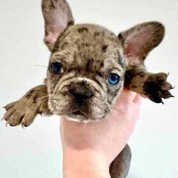Certified Pedigree French Bulldog Puppy RRP$5000/French Bulldog/Both/Younger Than Six Months,Visit Bennetts Breeding Instagram or Facebook For More Photos & Videos!