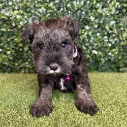 Adopt a dog:1 x Purebred Mini Schnauzer (Free Delivery to Sydney)/Schnauzer (Miniature)/Female/Younger Than Six Months,1 x beautiful FEMALE purebred Mini Schnauzer puppy available to a loving home. Available from the 3rd July and we can deliver them to Sydney on this date and again on the 15th August.Puppies come :- With first round of vaccinations & microchip- Vet check report- 6 weeks free pet insurance- Not desexed- Wormed every 2 weeksThe puppies have been raised indoors and outdoors, and around children and other puppies. Puppies will be low to non shedding and similar in size to a mini cavoodle/spoodle.The father is a purebred salt & pepper mini schnauzer who weighs 9kg, the mother an 9.5kg salt & pepper Mini Schnauzer. We own both parents and i can send photos of parents on request.Once our puppies leave, we:- Would love to see updates!- Offer a rehoming policy- Offer a 12 month health guarantee- Have a Facebook page you can stay in touch or see other puppies we have bred- Offer support and are free to talk at any time throughout your puppies lifeWe are located in Nyngan NSW, can get to Dubbo at any stage. Road transport is usually organised from Dubbo. There will be free transport to Sydney with one of our staff members, with a chosen meeting location and time. Happy to arrange other freight at buyers expenseFull members of AAPDB: 16947BIN: B000738270We have a website & Facebook page Country Canine Co. Please look on our Facebook group Country Canine Co. Families for photos of the previous litter as adults.