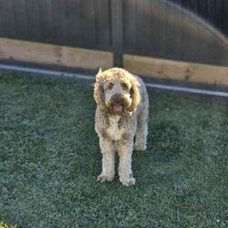 Adopt a dog:Miniature f2b labradoodles. READY NOW //Both/Younger Than Six Months,Jessie and Charlie have had a gorgeous litter of f2b miniature Labradoodles , we have 5 females available and 2 males looking for their forever homes .Dob - 20.05.24Ready for new homes - 20.7.24Mum is a miniature Labradoodle and dad is a miniature poodle .Both parents are DNA tested and cleared of all genetic diseases, which means puppies will have no health issues caused by either breed .Mum - 14 kgsDad - 4.5kgPuppies will come mircochipped, vaccinated, and wormed fortnightly from 2 weeks of age . They will also come with a full health report and vet check .Puppies will also come with a puppy pack of some essentials they need to get settled into their new homes and an information pack on how to care for your puppy .These puppies are expected to grow between 10 and 13kgs and have a shaggy coat . We do ship our puppies interstate at buyers' expenses, which we can organise for new families , facetime calls are also offered once a week for our families that live interstate so they can see their puppy grow .Labradoodles are a loving companion, and because of their hypo-allergenic coat, they are great for allergie suffers and inside pets as they don't shed hair . They are also extremely intelligent, with gentle temperaments.We are starting to work with a puppy coach who works with training the puppies from 7 weeks of age . They will come toilet trained and know basic commands.Our puppies are started on the best nutritional diet , which consists of lyka human grade food and black hawk kibble . We will also provide our new families with a starter pack of food and further discount codes if you choose to stay on lyka .Please, no time wasters ! Talk to family members before reaching out to make sure having a puppy is the right thing for the family, and everyone is ready to take the next step . We put a lot of time and money into our pets and litters to make sure our puppies have the best start to life .We are proud to announce that we are right paw verified .Bin0005540617508Ncpi 9002654