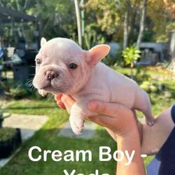 French Bulldogs - Hunter Valley/French Bulldog/Male/Younger Than Six Months,Hunter Valley Based Family with proven litters and references that can be provided.*** Milo Sold****** Koda Sold****** Honey Sold**** REVEAL_DETAILS *** Buddy Sold***** Pearl sold ***MDBA RegisteredAll Dogs supplied with Pet PaperworkWormed, Microchipped and VaccinatedPuppy Food suppliedDetails of each pet listed on photoCan assist with transport (references available from people we have assisted with before )Pups will be ready to go from 22/06/2024** Please contact via phone as we will not respond to messages or text**Chris - ******4352 REVEAL_DETAILS Melissa ******1073 REVEAL_DETAILS 