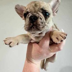 Certified Pedigree French Bulldog Puppy RRP$5000/French Bulldog/Both/Younger Than Six Months,Visit Bennetts Breeding Instagram or Facebook For More Photos & Videos!